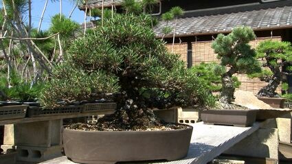 盆栽を「約2メートルの塀越しに盗られた」盆栽の産地・高松市鬼無町で