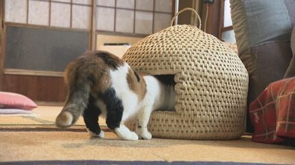 積雪2メートル超「豪雪の村」の「ねこつぐら」 冬の手仕事の担い手も