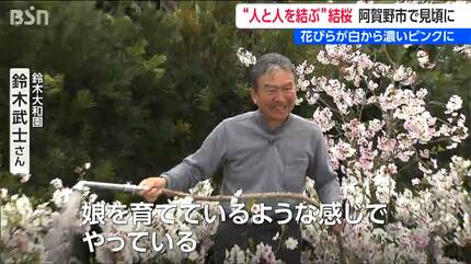 日によって白から濃いピンク色に変わる『結桜(ゆいざくら)』人と人とを