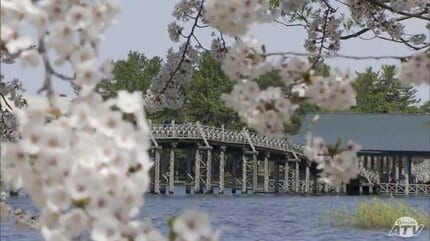 最高のバランス」長さ300mの日本一長い三連太鼓橋「鶴の舞橋」 満開の