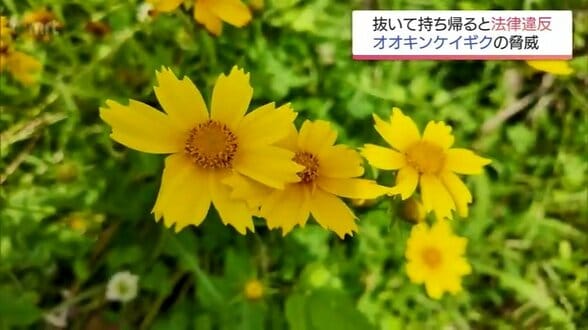 「勝手に抜いて持ち帰ると法律違反」見た目はかわいい最高300万円罰金の特定外来生物「オオキンケイギク」の脅威　|　MRTニュース ｜ ＭＲＴ宮崎放送