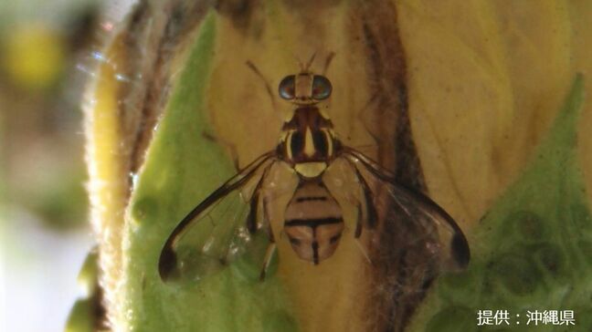 セグロウリミバエ　与論島で確認　先月の徳之島に続き2例目　鹿児島|TBS NEWS DIG