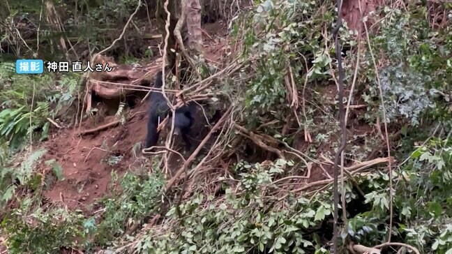 県内のツキノワグマの出没件数は記録が残る2001年以降過去最多に　背景にクマを取り巻く環境の変化か【岡山】|TBS NEWS DIG