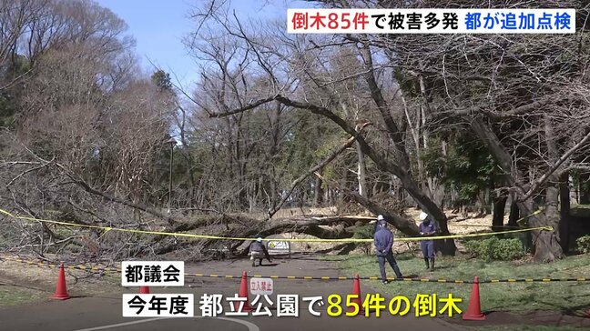 都立公園での倒木 今年度は85件 女性が下敷きになる事故も…東京都「倒木の可能性のある樹木の早期発見に努める」|TBS NEWS DIG