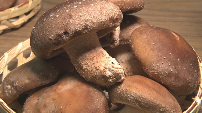 大分県産生シイタケ旬入り宣言 平均取引価格は前年より約1割上昇|TBS NEWS DIG