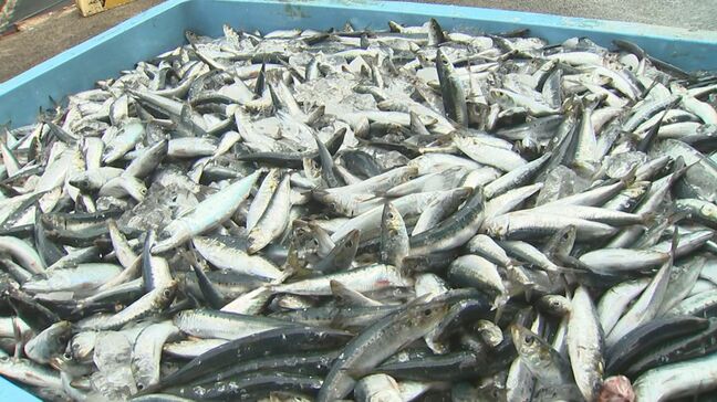 境港 2025年の水揚げ量速報値は12万7000トン超 水揚げ金額は246億円超|TBS NEWS DIG