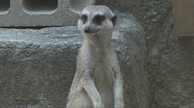 「世界ミーアキャットの日」で特別ガイド　沖縄こどもの国|TBS NEWS DIG