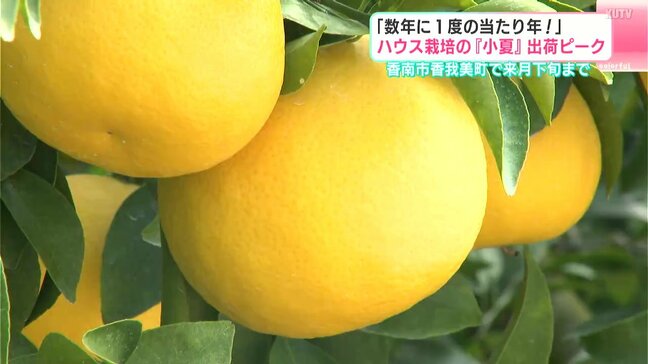 「数年に1度の当たり年！」ハウス栽培の『小夏』出荷ピーク|TBS NEWS DIG
