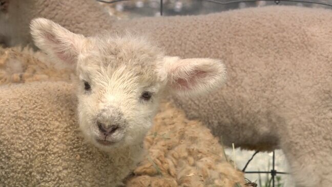 「最近生まれた子です」ドイツの森は動物たちのベビーラッシュでにぎやかな春　ヒツジの赤ちゃんはふわふわ【岡山】|TBS NEWS DIG