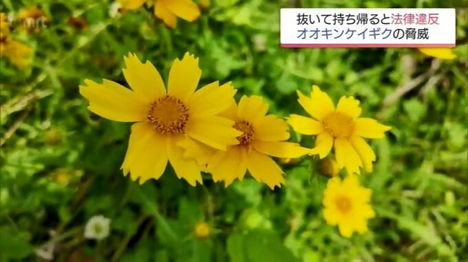 「勝手に抜いて持ち帰ると法律違反」見た目はかわいい最高300万円罰金の特定外来生物「オオキンケイギク」の脅威|TBS NEWS DIG