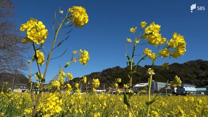 「山の景色と相まって素敵」静岡・南伊豆町で「みなみの桜と菜の花まつり」開幕 河津桜の見頃は2月中旬か|TBS NEWS DIG
