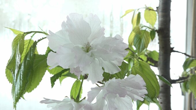 すでに『春爛漫』　満開で花びらが白に変わる『サクラ』など51種が咲き誇る　|　青森のニュース│ATV NEWS│青森テレビ