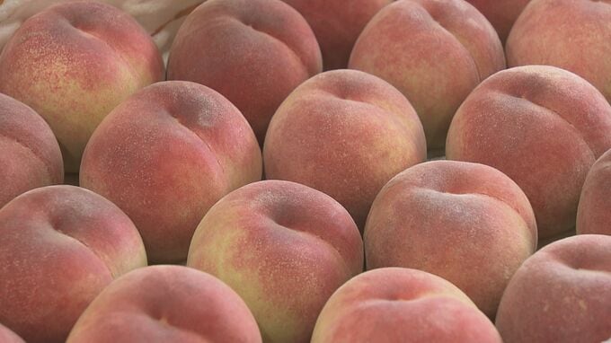 「これがなければ、夏が始まらない！」早生種のモモ「はつひめ」販売会が盛況　福島市|TBS NEWS DIG
