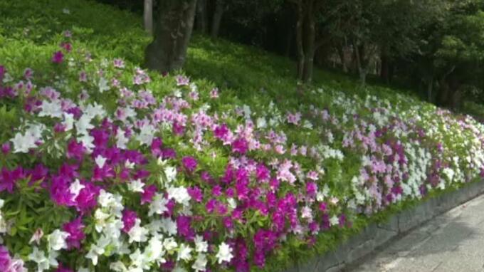 絶滅危惧種「トキワバイカツツジ」も…南楽園でツツジ見ごろ　愛媛・宇和島市|TBS NEWS DIG
