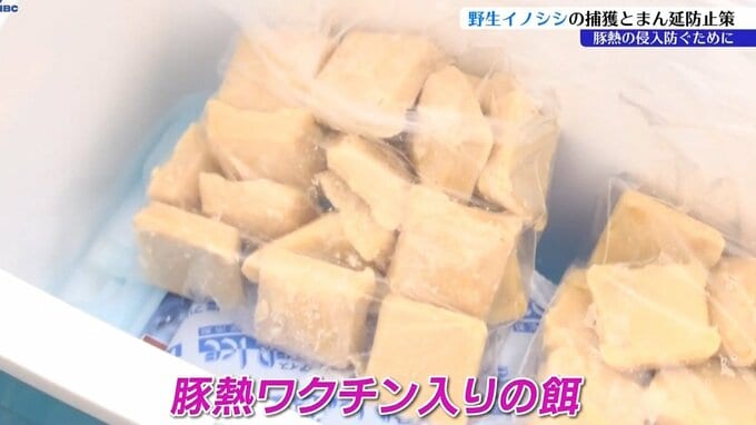 豚熱まん延防止の取り組みとは？　野生イノシシに免疫を付けるためワクチン入りの餌を地中に埋める　豚熱対策や有害駆除の現場|TBS NEWS DIG