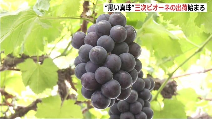 「豊かな香りで果汁たっぷり！暑い夏　食べて乗り切って･･･」　　「黒い真珠」三次ピオーネの初出荷　広島|TBS NEWS DIG