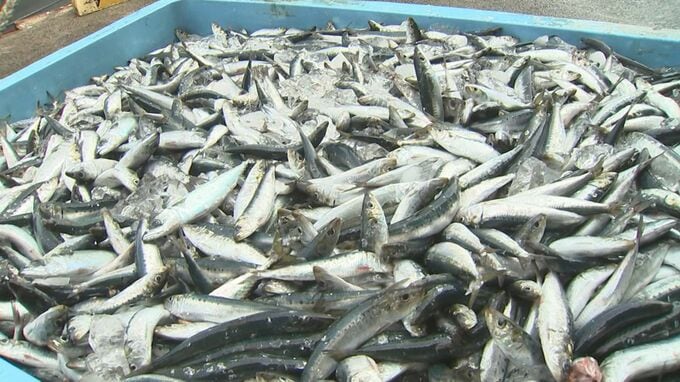 境港　2025年の水揚げ量速報値は12万7000トン超　水揚げ金額は246億円超|TBS NEWS DIG