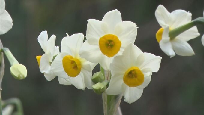 ニホンスイセンの花　見ごろ　|　BSSニュース | BSS山陰放送