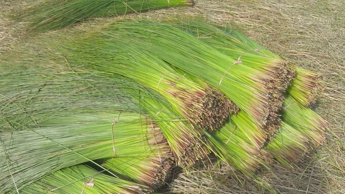 夏の青い香り 梅雨明けの風物詩「ビーグ」の収穫が最盛期　うるま市　|　沖縄のニュース｜RBC 琉球放送