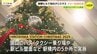 「クリスマス当日も見にきたい」広島駅の路面電車乗り場前広場でクリスマスツリー点灯式　|　RCC NEWS | 広島ニュース | RCC中国放送