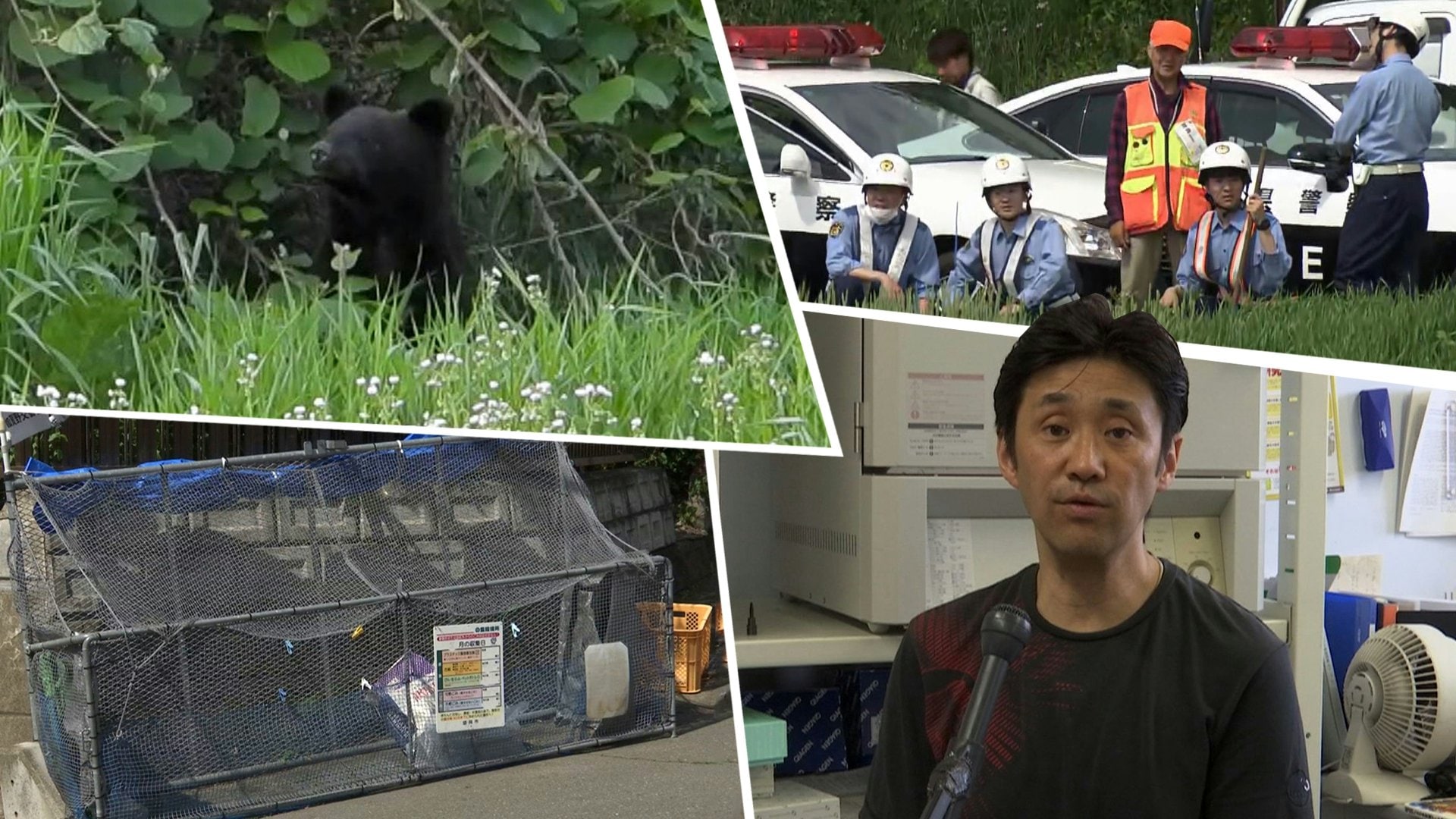 市街地でクマ出没相次ぐ 先日は岩手大学構内にも その背景と対策を専門