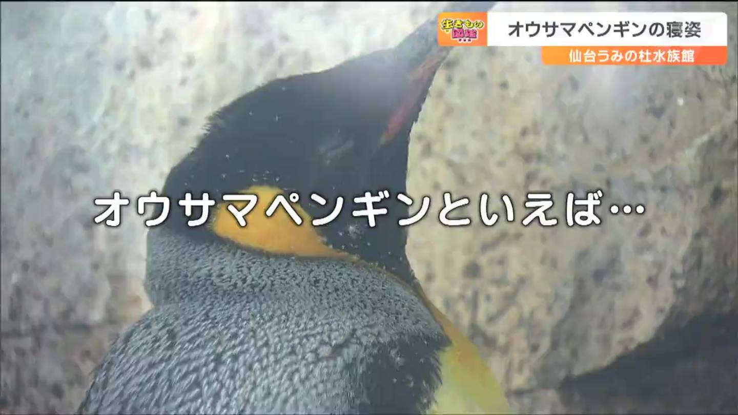 オウサマペンギン」の変わった“寝姿”そんな恰好で眠るワケとは？ヒント