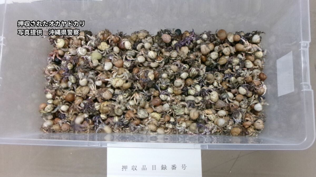 天然記念物「オカヤドカリ」4163匹を段ボールに詰め発送　中国籍の男3人を文化財保護法違反容疑で逮捕　相次ぐ “ヤドカリ泥棒”