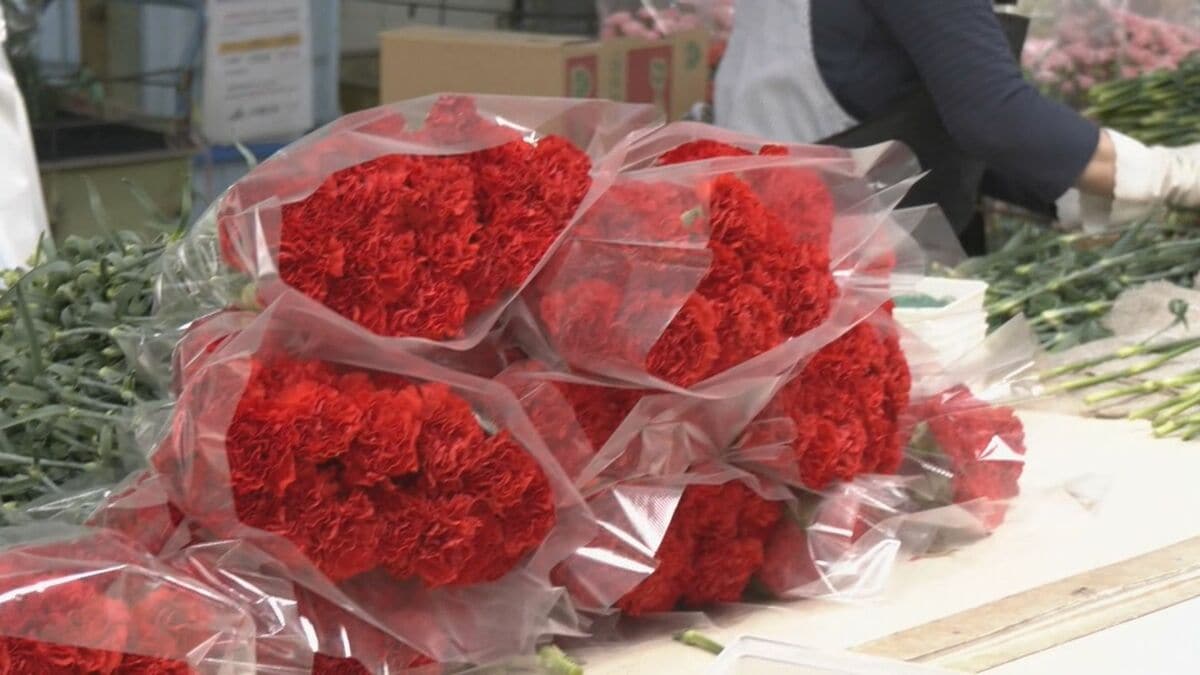 “母の日”を前にカーネーションの出荷がピーク 原油高の影響受けやすい「包装資材」は今シーズン分は確保 価格に影響なし 愛知・西尾市