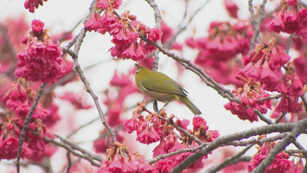 「桜の開花予想」大分市は3月23日　平年より1日早く