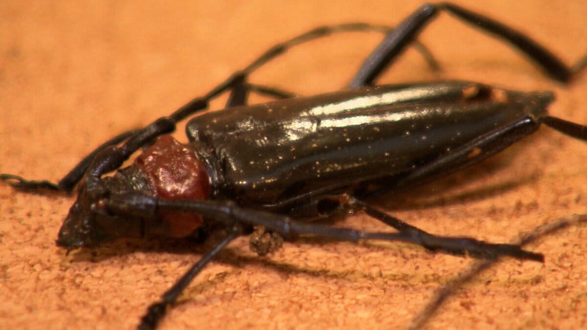 「クビアカツヤカミキリの対策は継続が決め手」防除方法などを学ぶ講習会 ポイントは早期発見　フラスを見つけて【岡山】