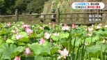 鶴丸城跡に涼しげハスの花　肝付町前田では7月観測史上最高の37.2度　熱中症疑いで鹿児島県内19人が救急搬送|TBS NEWS DIG