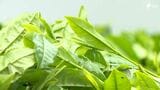 「茶の都」またも首位陥落...静岡の2025年の一番茶生産量 鹿児島に抜かれ2位に | 静岡のニュース | SBSNEWS | 静岡放送