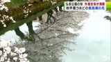 “日本一”とも称される弘前公園の桜「外堀全体」と「西堀の西岸」が満開に！　いよいよ最高潮を迎える『弘前のサクラ』　|　青森のニュース│ATV NEWS│青森テレビ
