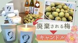 廃棄される「梅」をキャンドルやお香に“創造的再利用”アップサイクルで商品化 | 福岡のニュース|RKB NEWS|RKB毎日放送