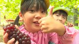 「今年は抜群においしい」 西日本有数のブドウ産地でデラウェア初出荷 大分・宇佐市 | 大分のニュース|OBS NEWS|大分放送