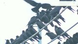 観光地湯布院で市民が悲鳴 空を覆うカラスの群れ フンや車への被害 解決策見つからず | 大分のニュース|OBS NEWS|大分放送