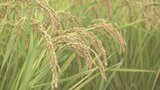 「深刻な状態になる」ウクライナ侵攻などで輸入の化学肥料が高騰 コメの生産法人が山梨県に対策を求める|TBS NEWS DIG