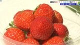 初夏から秋に収穫時期を迎えるイチゴを栽培する農家に密着 その味は? |TBS NEWS DIG
