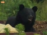 網戸を開けようとするクマ 気づいた住人が音を出しクマ逃げる | 山形のニュース│TUYテレビユー山形