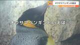 「オウサマペンギン」の変わった“寝姿”そんな恰好で眠るワケとは？ヒントは“南極暮らし”　|　宮城のニュース│tbc NEWS│tbc東北放送