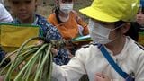 「時間をかけて作っていて、すごい」特産のワサビ、小学生がワサビ田を訪れ学ぶ=静岡・河津町|TBS NEWS DIG