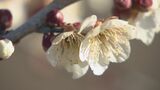ウメ園の特別開放 寒波で開花は1か月近く遅れ「南高」など13種がちらほら…3月上旬にかけて見頃 東谷山フルーツパーク 名古屋・守山区|TBS NEWS DIG