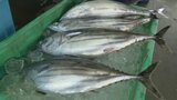 「脂のっていておいしい」 春の訪れ告げる初ガツオ 愛媛県で水揚げ盛ん 漁獲量少ないものの赤みの質よし | 愛媛のニュース - Nスタえひめ|あいテレビは6チャンネル