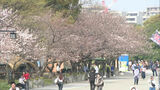 すでに5分咲きの桜も 「福岡城さくらまつり」舞鶴公園で始まる 福岡市 | 福岡のニュース|RKB NEWS|RKB毎日放送