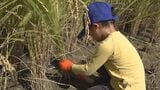 実りの秋を迎え親子が稲刈り体験　刈り取った稲は今後新米のおにぎりに|TBS NEWS DIG