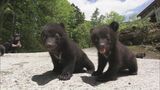 ツキノワグマの愛らしい赤ちゃんと記念撮影 「ふわふわ」「かわいかった」  岐阜 高山市の奥飛騨クマ牧場|TBS NEWS DIG