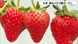 甘~い!「紅ほっぺ」「紅い雫」など今年も仕上がり上々 観光イチゴ園が営業スタート 愛媛・大洲市 | 愛媛のニュース - Nスタえひめ|あいテレビは6チャンネル