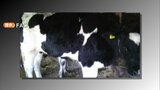牛の感染症「ランピースキン病」福岡の農場で国内で初の確認 県が周辺農場にワクチン接種命令 致死率低く多くは自然治癒 | 福岡のニュース|RKB NEWS|RKB毎日放送