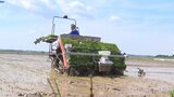 5日は二十四節気の「立夏」 岩手県南では早くも田植えが始まる|TBS NEWS DIG