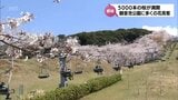 宮崎県内各地の桜が見ごろ 都城市高城町・観音池公園の5000本の桜に五ヶ瀬町・浄専寺のしだれ桜 | MRTニュース | MRT宮崎放送